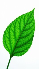 Obraz premium Luminous green leaf against stark white, showcasing intricate vein detail, fresh, natural, macro