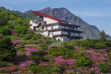 【春】雲仙仁田峠のツツジ