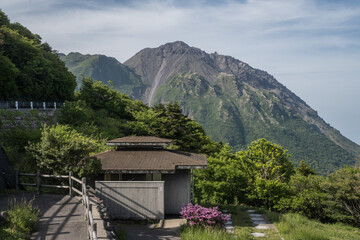 【春】雲仙仁田峠のツツジ