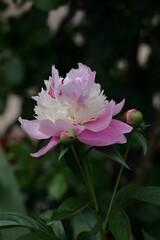 和風美人の立ち姿