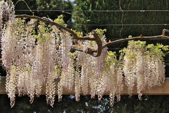 Blauregen Wisteria floribunda