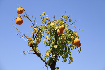 Zitrusfrüchte am Baum