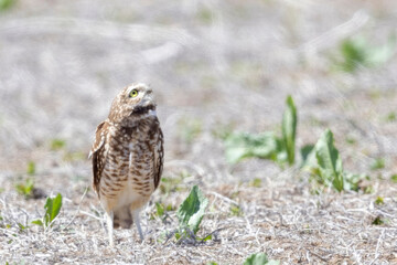 Wild burrowing owls at a wildlife refuge in Colorado.