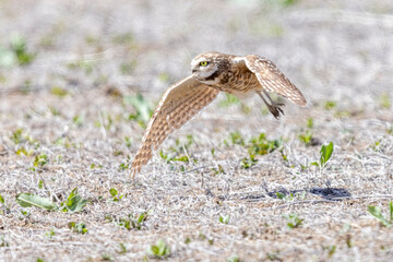 Wild burrowing owls at a wildlife refuge in Colorado.