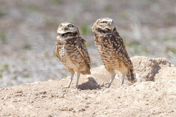 Wild burrowing owls at a wildlife refuge in Colorado.