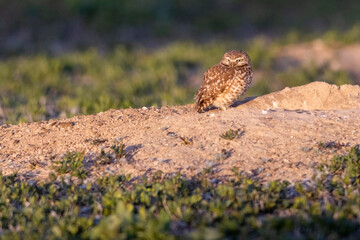 Wild burrowing owls at a wildlife refuge in Colorado.