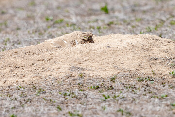 Wild burrowing owls at a wildlife refuge in Colorado.
