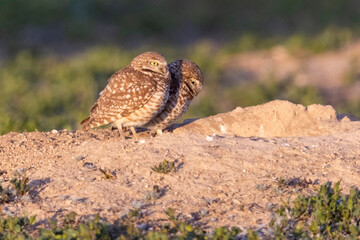 Wild burrowing owls at a wildlife refuge in Colorado.