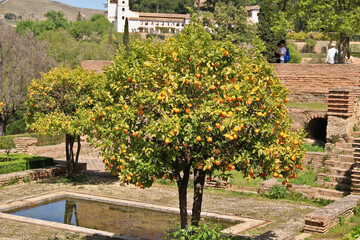 Orangenbaum mit vielen Früchten in einem Park in Spanien