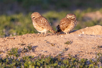 Wild burrowing owls at a wildlife refuge in Colorado.