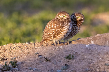 Wild burrowing owls at a wildlife refuge in Colorado.