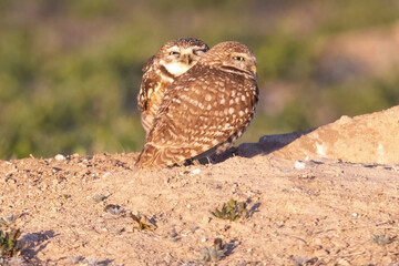 Wild burrowing owls at a wildlife refuge in Colorado.