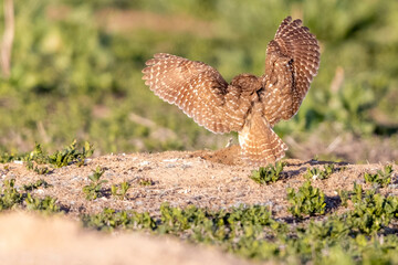 Wild burrowing owls at a wildlife refuge in Colorado.