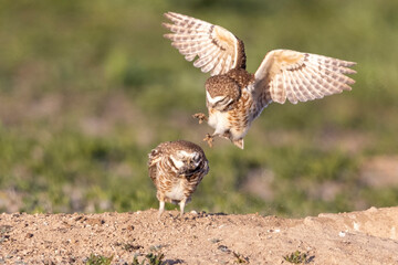 Fototapeta premium Wild burrowing owls at a wildlife refuge in Colorado.