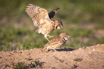 Wild burrowing owls at a wildlife refuge in Colorado.