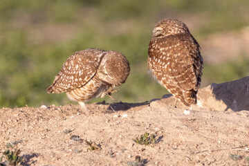 Wild burrowing owls at a wildlife refuge in Colorado.