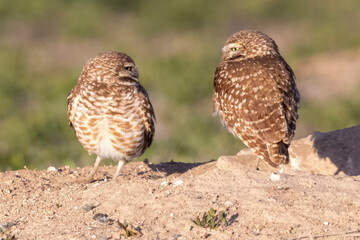 Wild burrowing owls at a wildlife refuge in Colorado.
