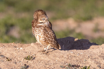 Wild burrowing owls at a wildlife refuge in Colorado.