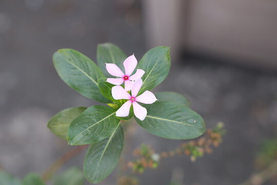 pink and white flower