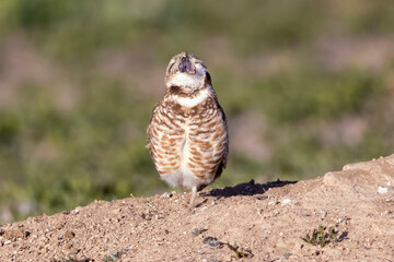 Wild burrowing owls at a wildlife refuge in Colorado.