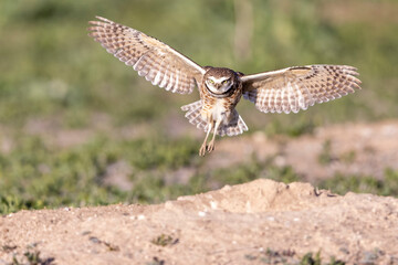 Wild burrowing owls at a wildlife refuge in Colorado.