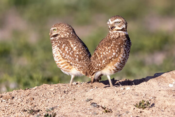Wild burrowing owls at a wildlife refuge in Colorado.