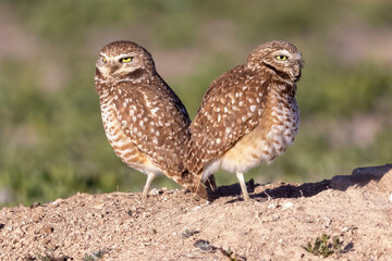 Wild burrowing owls at a wildlife refuge in Colorado.
