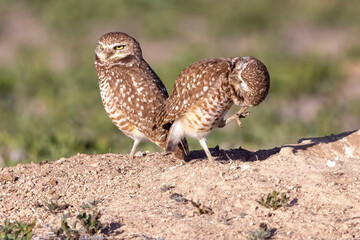 Wild burrowing owls at a wildlife refuge in Colorado.
