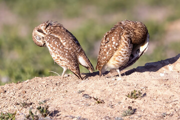 Wild burrowing owls at a wildlife refuge in Colorado.