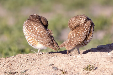 Wild burrowing owls at a wildlife refuge in Colorado.