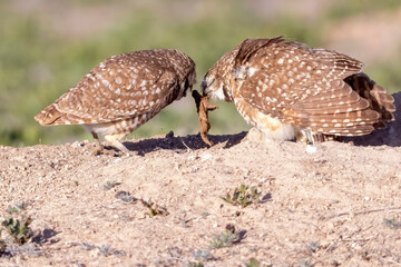 Wild burrowing owls at a wildlife refuge in Colorado.