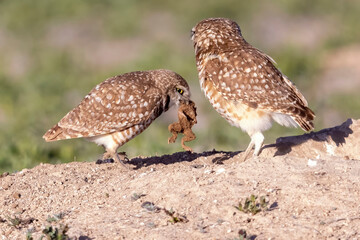 Wild burrowing owls at a wildlife refuge in Colorado.
