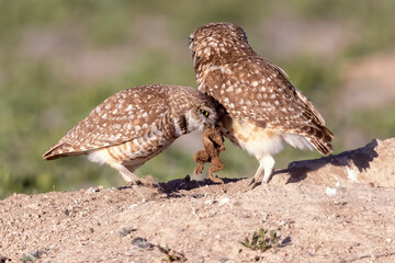Wild burrowing owls at a wildlife refuge in Colorado.