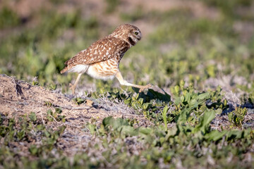 Wild burrowing owls at a wildlife refuge in Colorado.