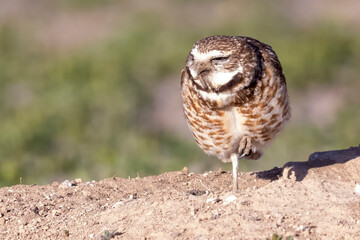 Wild burrowing owls at a wildlife refuge in Colorado.