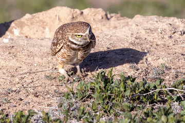 Wild burrowing owls at a wildlife refuge in Colorado.