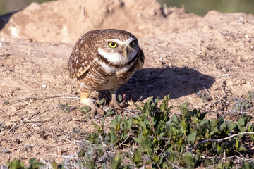 Wild burrowing owls at a wildlife refuge in Colorado.