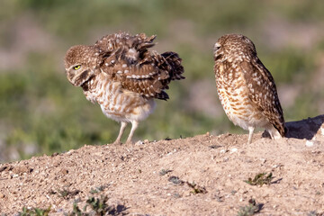 Wild burrowing owls at a wildlife refuge in Colorado.