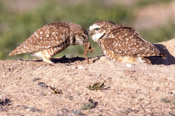 Wild burrowing owls at a wildlife refuge in Colorado.