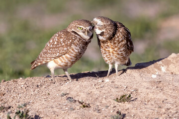 Wild burrowing owls at a wildlife refuge in Colorado.