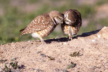 Wild burrowing owls at a wildlife refuge in Colorado.