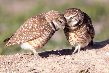Wild burrowing owls at a wildlife refuge in Colorado.