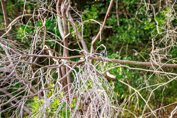 selective shot bare tree branches against green background in the woods