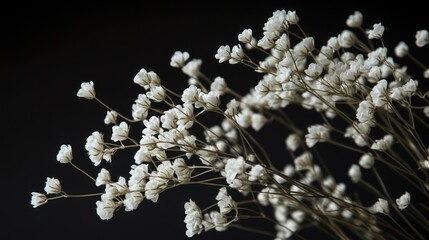 White Gypsophila Flower Bouquet Isolated on Black Background