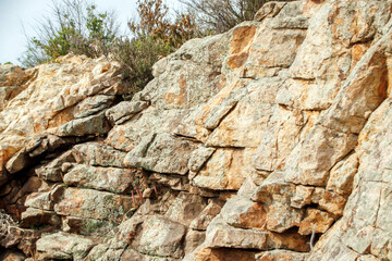 bushes on the rocky field