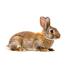 Obraz premium A brown rabbit sits alert with ears upright and eyes wide open.