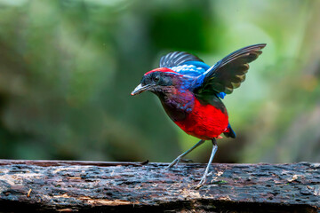 peacock bird on a branch