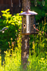 A great tit approaches a feeder in a backyard