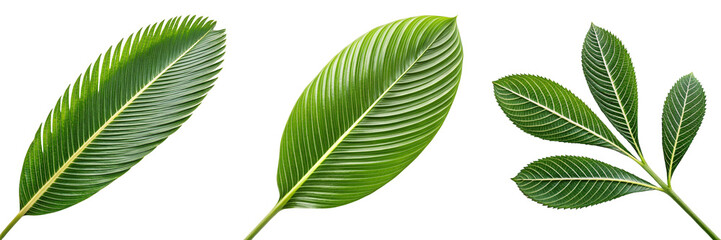  Set of A green Cica leaf  isolated on a transparent background.