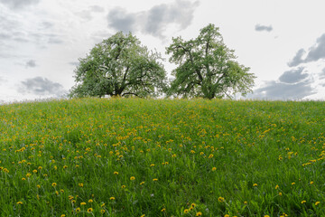 A picturesque field full of dandelion blossoms, surrounded by two large trees and a gentle, cloudy sky.